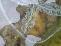 Staurostoma mertensii