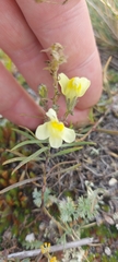 Linaria buriatica