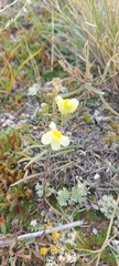 Linaria buriatica