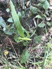 Euconocephalus varius