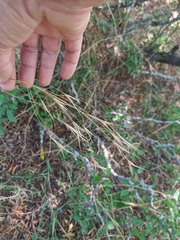 Bromus squarrosus