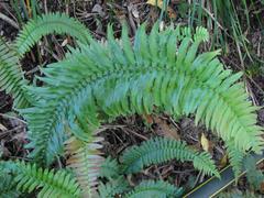 Blechnum punctulatum punctulatum