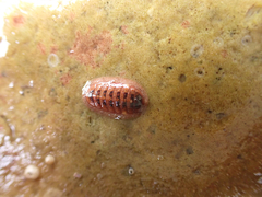 Lepidozona interstincta