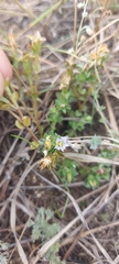Gentiana squarrosa