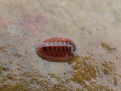 Lepidozona interstincta