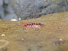 Lepidozona interstincta