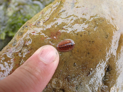 Lepidozona interstincta