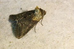 Abrostola tripartita