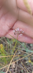 Allium bidentatum