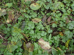 Waldsteinia ternata