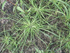 Cyperus fuscus
