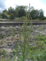 Chenopodium acuminatum virgatum