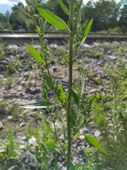 Chenopodium acuminatum virgatum