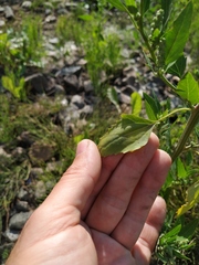 Chenopodium acuminatum virgatum
