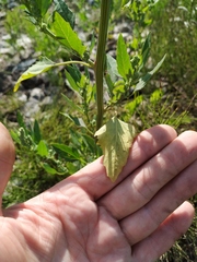 Chenopodium acuminatum virgatum