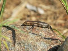 Trachylepis damarana