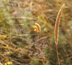 Bupleurum brachiatum