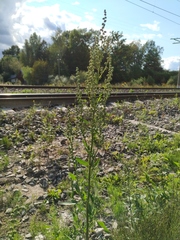 Chenopodium acuminatum virgatum