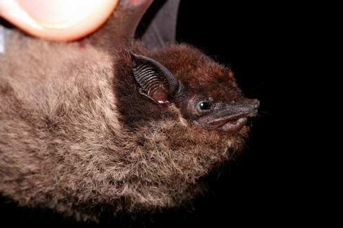 Murciélago rayado mayor (Murciélagos de Veracruz) · iNaturalist