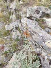 Artemisia messerschmidtiana