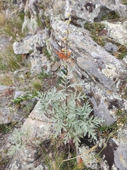 Artemisia messerschmidtiana