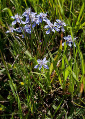 Moraea lugubris