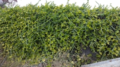 Cissus quadrangularis