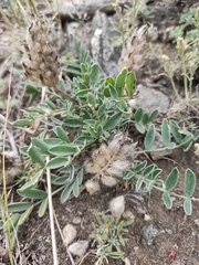 Astragalus lupulinus