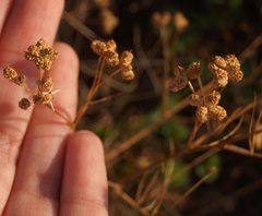 Rumia crithmifolia