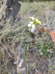 Erysimum flavum