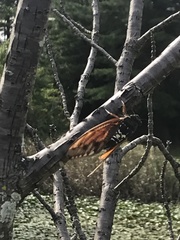 Graptopsaltria nigrofuscata