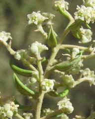 Phylica paniculata