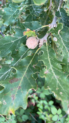 Andricus infectorius