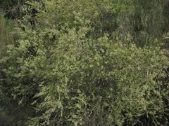 Phylica paniculata