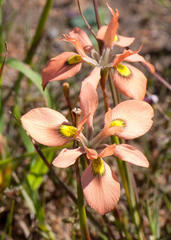 Moraea papilionacea