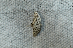 Hileithia rehamalis