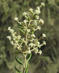 Phylica paniculata
