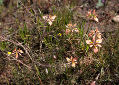 Moraea papilionacea