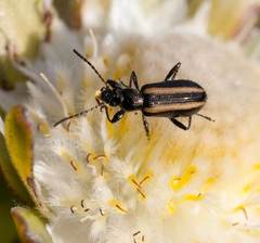 Neoeutrapela