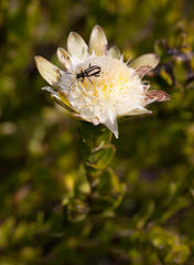 Neoeutrapela