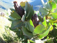 Protea grandiceps