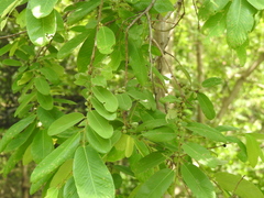 Bridelia retusa