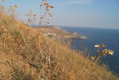 Centaurea salonitana