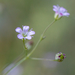 Gypsophila perfoliata - Photo 由 Dina Nesterkova 所上傳的 (c) Dina Nesterkova，保留部份權利CC BY-NC