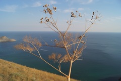 Prangos trifida