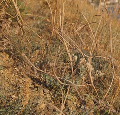 Glaucium corniculatum