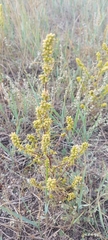 Artemisia palustris