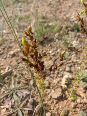 Hypericum linarioides