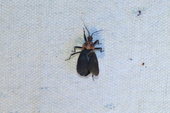 Rhiginia cinctiventris