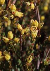 Stylapterus fruticulosus